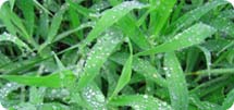 fertilizzanti.jpg